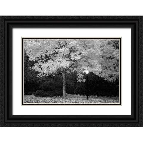 Fall Abundance VI B and W Black Ornate Wood Framed Art Print with Double Matting by Geyman, Vitaly