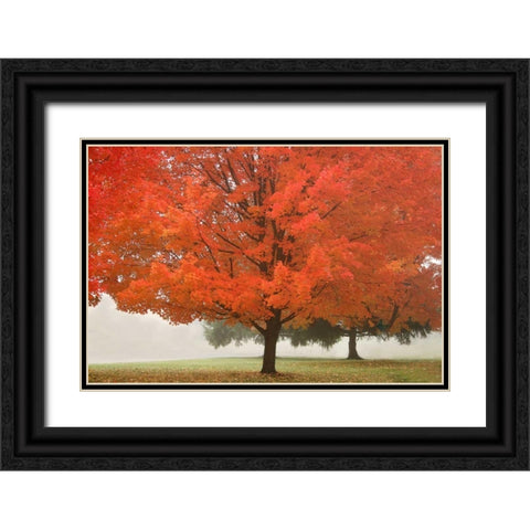 Fall Beauty I Black Ornate Wood Framed Art Print with Double Matting by Geyman, Vitaly