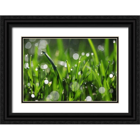Dew Drops III Black Ornate Wood Framed Art Print with Double Matting by White, Leesa