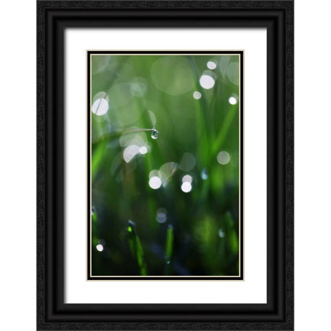 Dew Drops V Black Ornate Wood Framed Art Print with Double Matting by White, Leesa