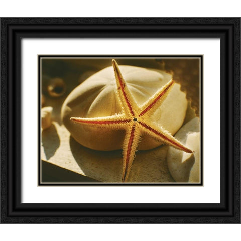 Starfish II Black Ornate Wood Framed Art Print with Double Matting by Clayton-Thompson, Philip