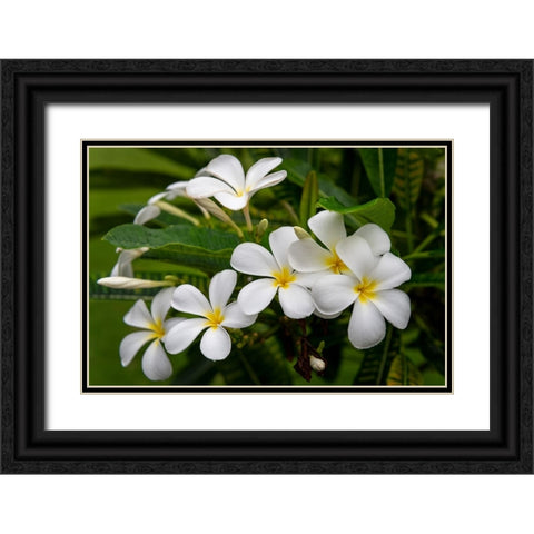 Plumeria I Black Ornate Wood Framed Art Print with Double Matting by Head, Danny