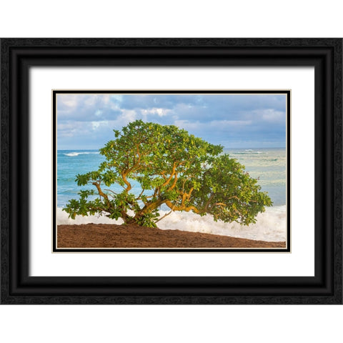 Beachside Tree Black Ornate Wood Framed Art Print with Double Matting by Head, Danny