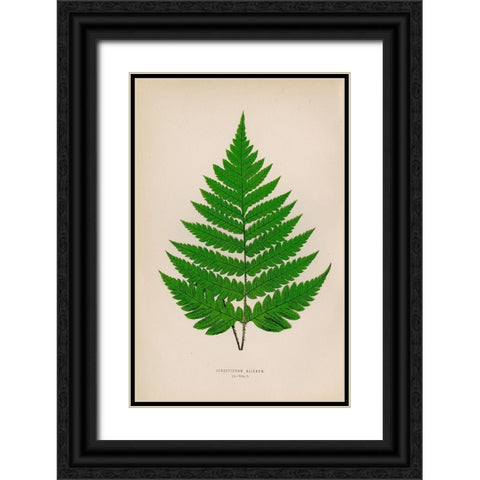 Acrostichum Alienum Black Ornate Wood Framed Art Print with Double Matting by Art Licensing Studio