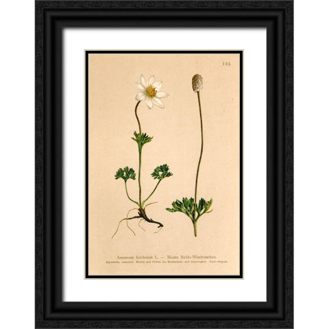 Anemone Baldensis Black Ornate Wood Framed Art Print with Double Matting by Art Licensing Studio