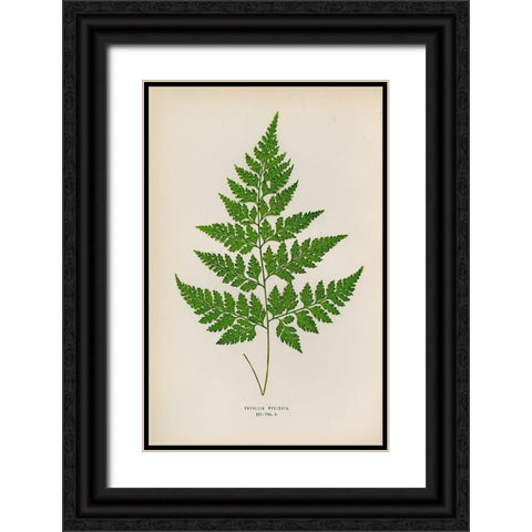Davallia Pyxidata Black Ornate Wood Framed Art Print with Double Matting by Art Licensing Studio