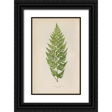 Davallia Tenuifolia Black Ornate Wood Framed Art Print with Double Matting by Art Licensing Studio
