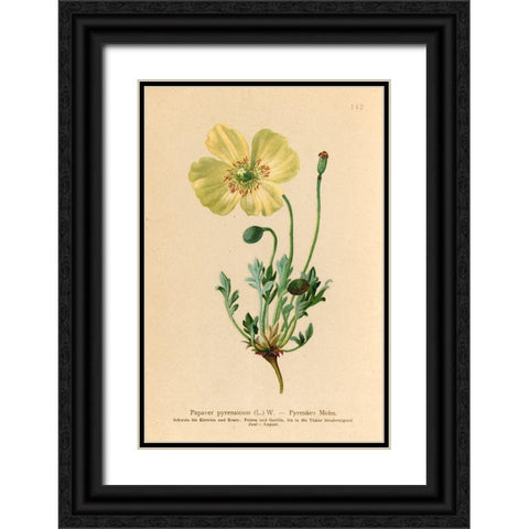 Papaver Pyrenaicum Black Ornate Wood Framed Art Print with Double Matting by Art Licensing Studio