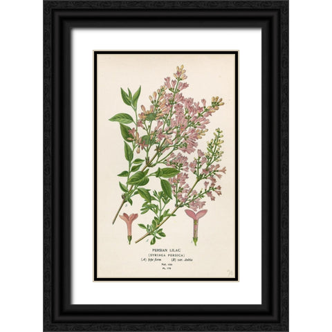 Persian Lilac Black Ornate Wood Framed Art Print with Double Matting by Art Licensing Studio