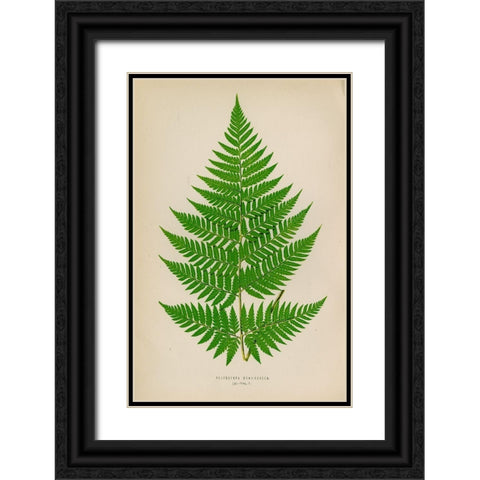 Polybotrya Osmundacea Black Ornate Wood Framed Art Print with Double Matting by Art Licensing Studio