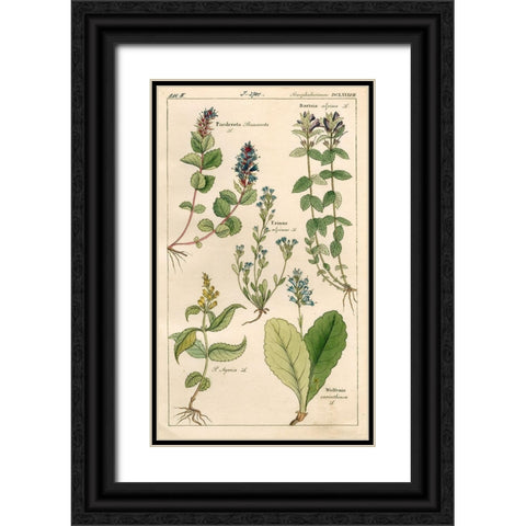 Scrophularineae Black Ornate Wood Framed Art Print with Double Matting by Art Licensing Studio