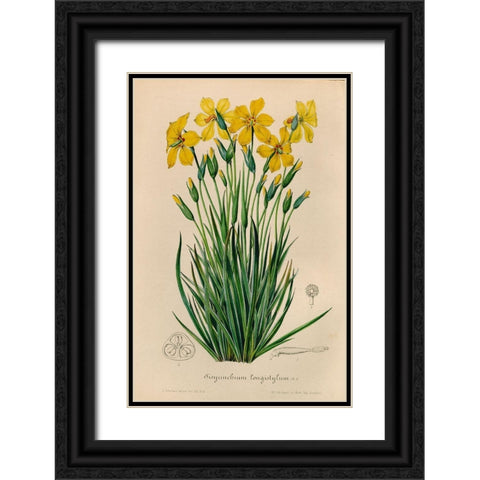 Sisyrinchium Longistylum Black Ornate Wood Framed Art Print with Double Matting by Art Licensing Studio