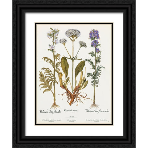 Valeriana Black Ornate Wood Framed Art Print with Double Matting by Art Licensing Studio