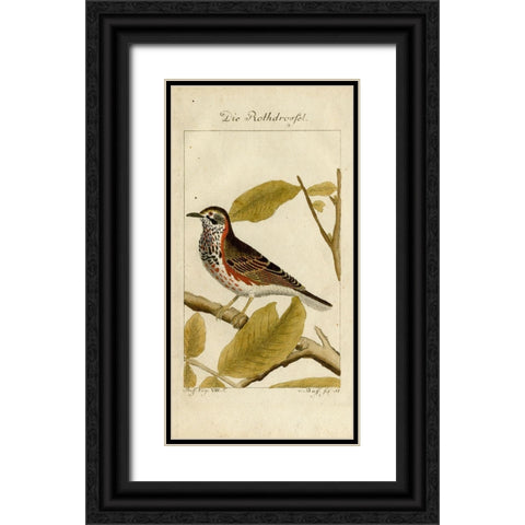 Die Rothdrosfel Black Ornate Wood Framed Art Print with Double Matting by Art Licensing Studio