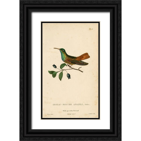 Oiseau-Mouche Amazili Black Ornate Wood Framed Art Print with Double Matting by Art Licensing Studio