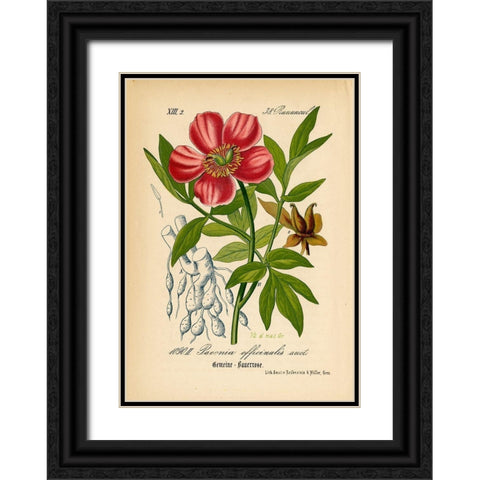 Paeonia Officinalis Black Ornate Wood Framed Art Print with Double Matting by Art Licensing Studio