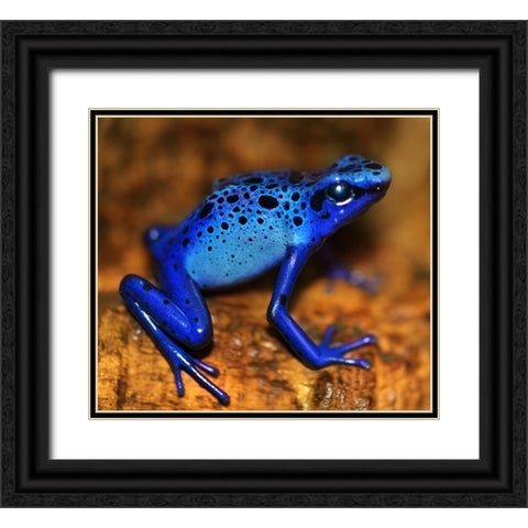 Bluetiful - preparatory Black Ornate Wood Framed Art Print with Double Matting by Heine, Ben