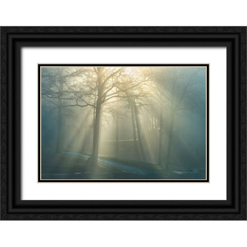 Forest Melody Black Ornate Wood Framed Art Print with Double Matting by Heine, Ben