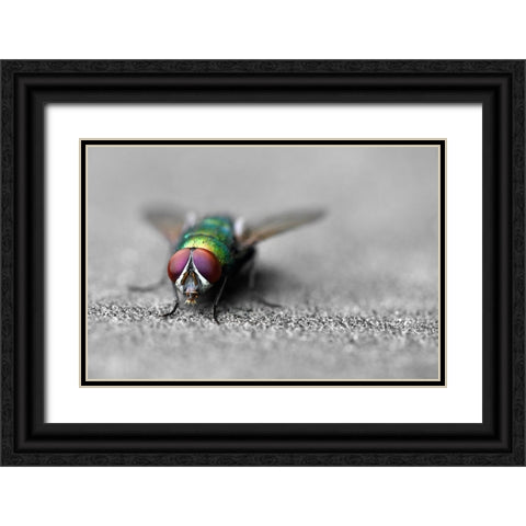Hello Black Ornate Wood Framed Art Print with Double Matting by Heine, Ben