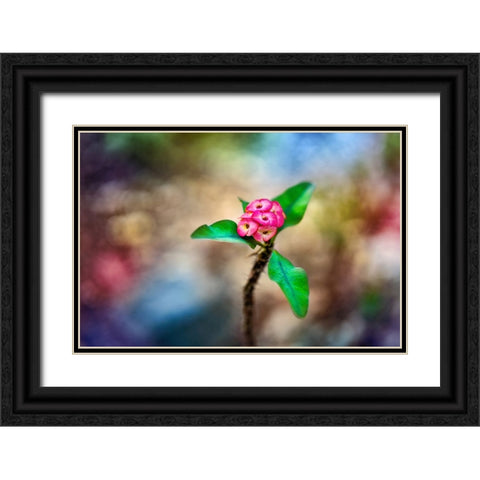 Fragile - Thailand - 391 Black Ornate Wood Framed Art Print with Double Matting by Heine, Ben