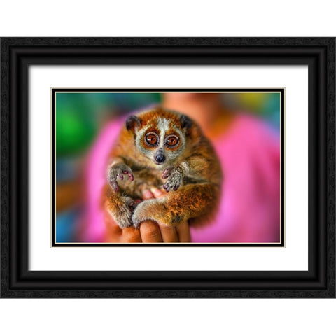 Slow Loris 2 - Thailand - 92 Black Ornate Wood Framed Art Print with Double Matting by Heine, Ben