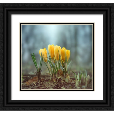 Crocuses Black Ornate Wood Framed Art Print with Double Matting by Heine, Ben