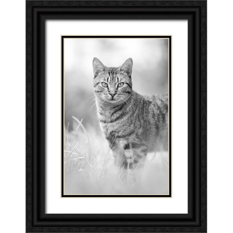 IMG_1426 Black Ornate Wood Framed Art Print with Double Matting by Heine, Ben