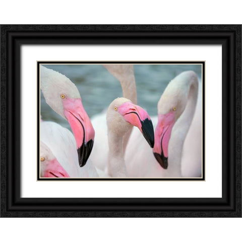 IMG_8878 copy Black Ornate Wood Framed Art Print with Double Matting by Heine, Ben