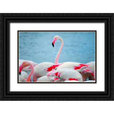 IMG_8978 copy Black Ornate Wood Framed Art Print with Double Matting by Heine, Ben