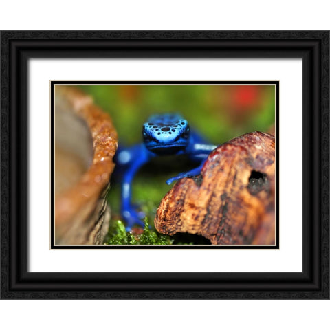 Whats Up Black Ornate Wood Framed Art Print with Double Matting by Heine, Ben