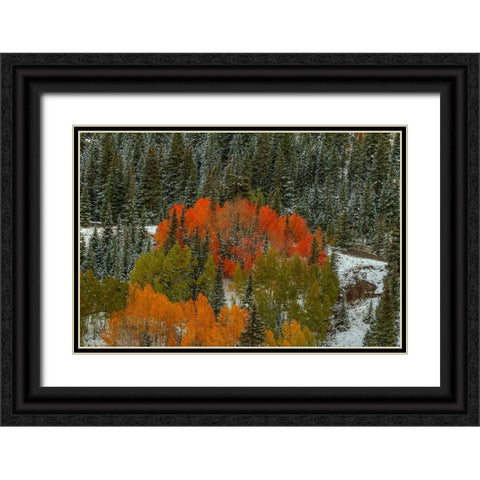 A Circle Of Color Black Ornate Wood Framed Art Print with Double Matting by Sherrell, Bill