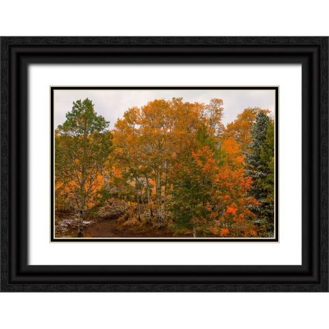 A Splash Of Color 2 Black Ornate Wood Framed Art Print with Double Matting by Sherrell, Bill