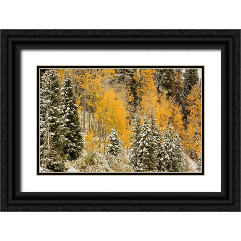 Autumn Wonderland At Rabbit Ears Pass Black Ornate Wood Framed Art Print with Double Matting by Sherrell, Bill