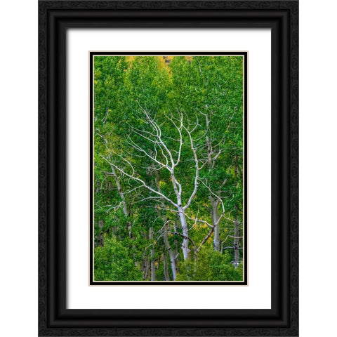 Branching Out Black Ornate Wood Framed Art Print with Double Matting by Sherrell, Bill