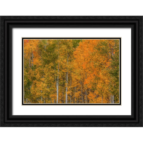 Color Transformation Black Ornate Wood Framed Art Print with Double Matting by Sherrell, Bill