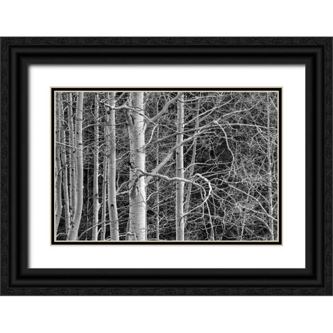 Dont Tangle With Me Black Ornate Wood Framed Art Print with Double Matting by Sherrell, Bill