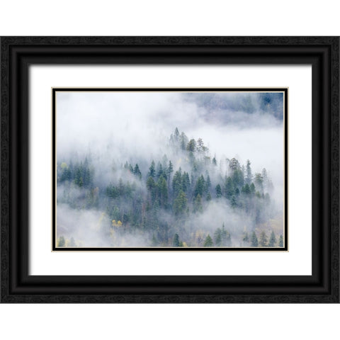 Forest In The Clouds Black Ornate Wood Framed Art Print with Double Matting by Sherrell, Bill