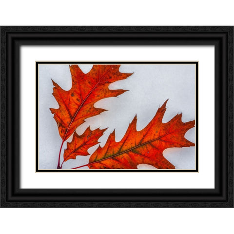 Fragile Transformation Black Ornate Wood Framed Art Print with Double Matting by Sherrell, Bill