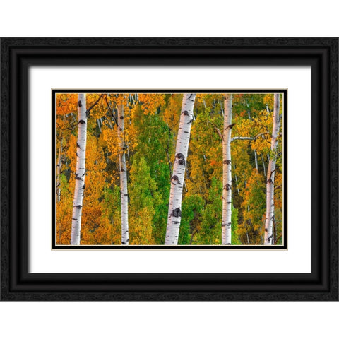 Lines Of Grace Black Ornate Wood Framed Art Print with Double Matting by Sherrell, Bill