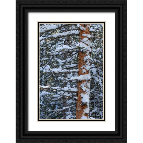 Out On A Limb Black Ornate Wood Framed Art Print with Double Matting by Sherrell, Bill