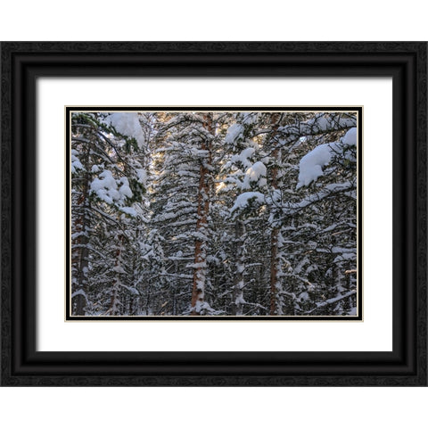 Snowbound Black Ornate Wood Framed Art Print with Double Matting by Sherrell, Bill