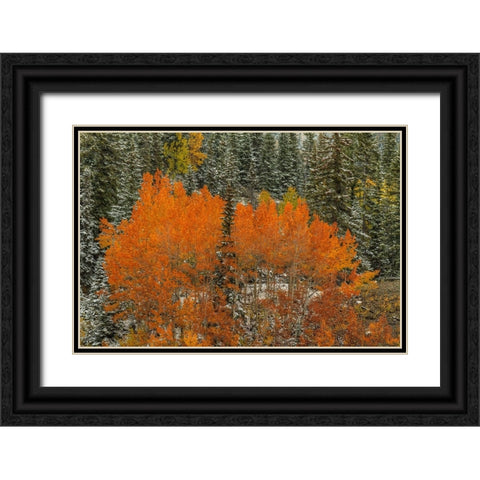 Aspen Flames Black Ornate Wood Framed Art Print with Double Matting by Sherrell, Bill