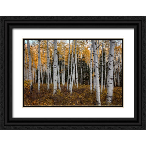 Aspen Forest In Autumn Black Ornate Wood Framed Art Print with Double Matting by Sherrell, Bill