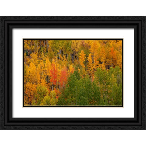 Autumn Contrast 2 Black Ornate Wood Framed Art Print with Double Matting by Sherrell, Bill