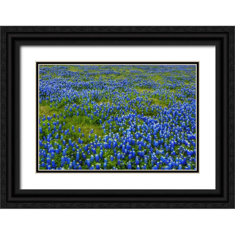 Bluebonnet Meadow Black Ornate Wood Framed Art Print with Double Matting by Sherrell, Bill