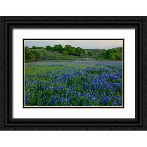 Bluebonnets at the Sugar Ridge Ranch Black Ornate Wood Framed Art Print with Double Matting by Sherrell, Bill