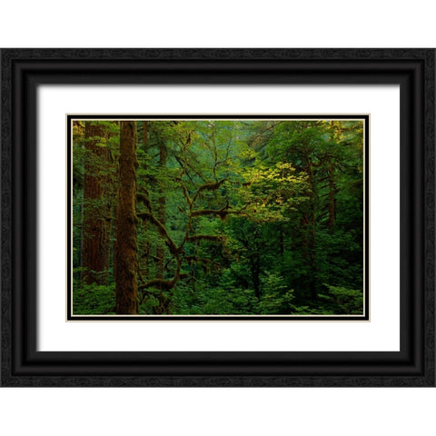 Light In A Dark Forest Black Ornate Wood Framed Art Print with Double Matting by Sherrell, Bill