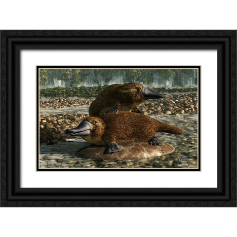 Platypuses Black Ornate Wood Framed Art Print with Double Matting by Eskridge, Daniel