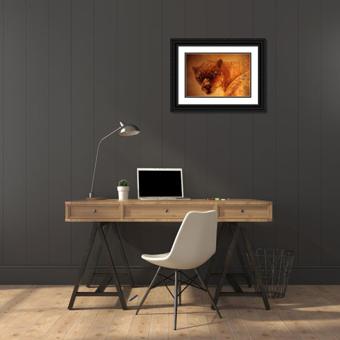 The Leopard Black Ornate Wood Framed Art Print with Double Matting by Lund, Denton