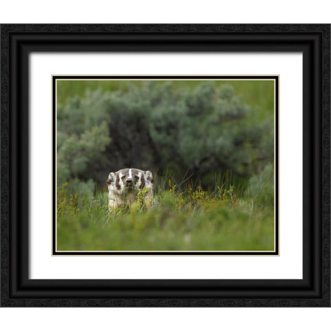 Badger Peek a Boo YNP Black Ornate Wood Framed Art Print with Double Matting by Galloimages Online